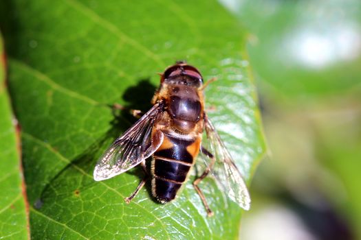 Photo shows details of a bee on the flower.