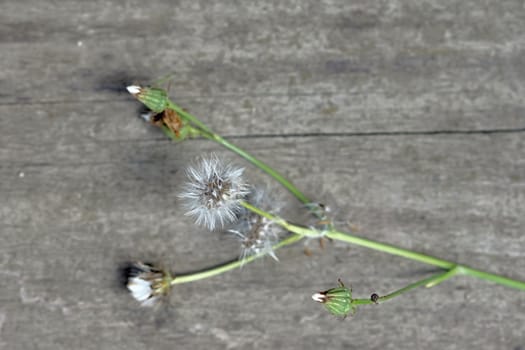 Photo shows details of colourful flowers in the garden.