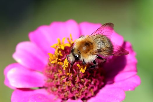 Photo shows details of a bee on the flower.