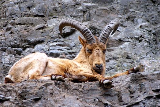 Photo shows relaxing buck in the mountains.