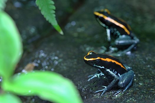 Photo shows a green frog in the middle of grass.