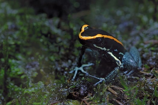 Photo shows a green frog in the middle of grass.