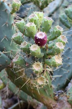 Photo of Beautiful Cactus in the Garden made in the late Summer time in Spain, 2013