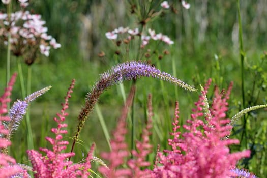 Photo shows details of colourful flowers in the garden.