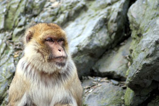 Photo shows relaxing monkey in the mountains.