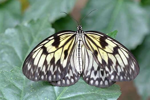 Photo shows details of colourful butterfly in the park.