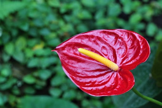 Photo shows details of colourful flowers in the garden.