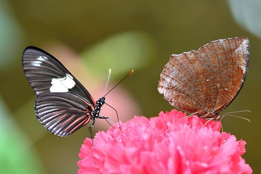 Photo shows details of colourful butterfly in the park.