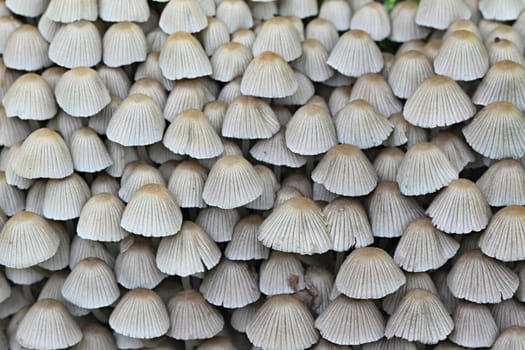 Photo of Mushrooms in the Garden made in the late Summer time in the Czech republic, 2013