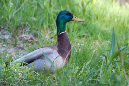 Portrait of a Mallard standing on green grass in soft focus.