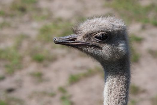 Happy ostrich walking around at the zoo in soft focus.