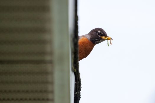 Robin bird with many worms in its beak