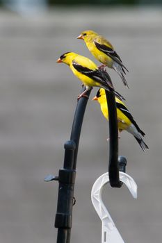 This Goldfinch perched and relaxing in the sun.