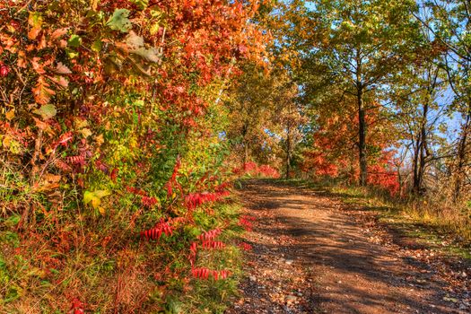 High Dynamic Range image of a forest.