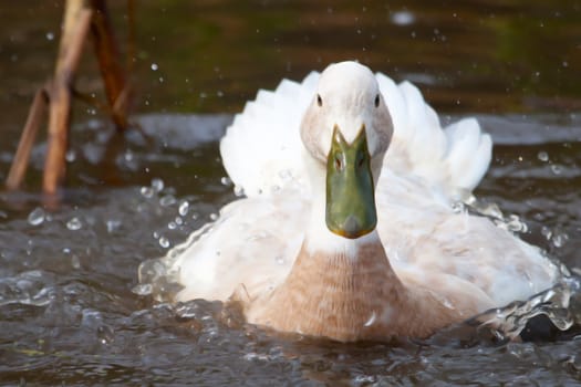 White duck with green bill splashing in a small pond.