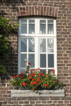 windo in old wall with red french geranium flowers in planter