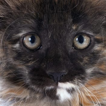 portrait of a purebred  maine coon kitten on a white background