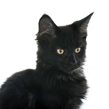 portrait of a purebred  maine coon kitten on a white background