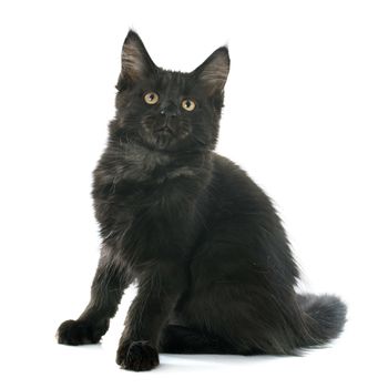 portrait of a purebred  maine coon kitten on a white background