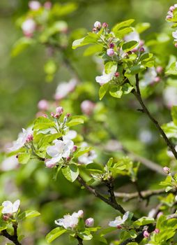 springtime -closeup of apple tree flowers at blossom in the garden