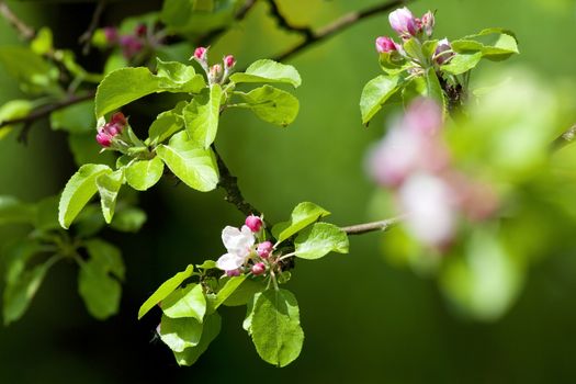 springtime -closeup of apple tree flowers at blossom in the garden