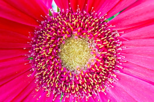 detail of a pink flower with pistil and stamens