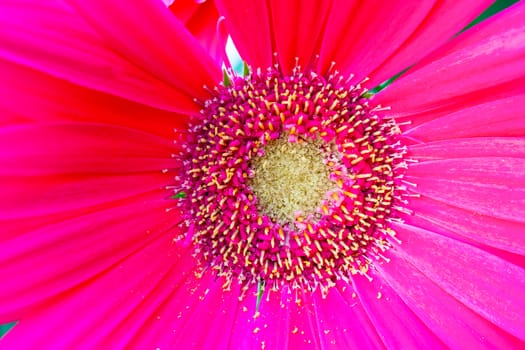 detail of a pink flower with pistil and stamens
