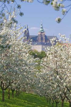 prague - view of hradcany castle and st. vitus cathedral in spring