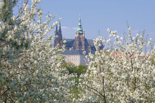 prague - view of hradcany castle and st. vitus cathedral in spring