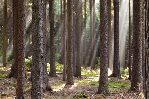 forest scene with sunrays shining through branches