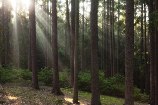 forest scene with sunrays shining through branches