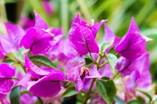 Bougainvillea close up macro green violet sun