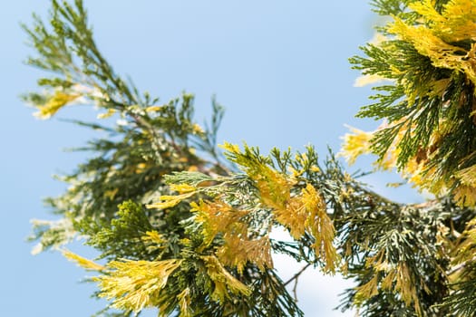 Branches and Leaves close up macro yellow green sun