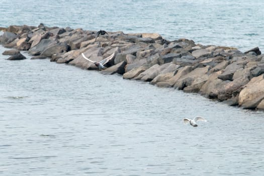 Flock of Pigeons over the sea