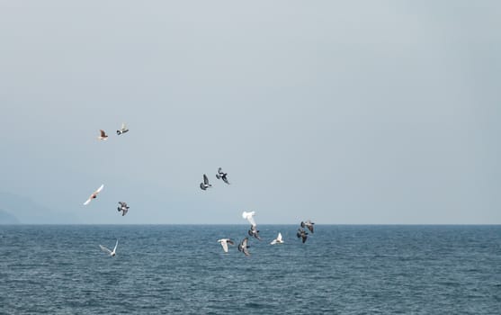 Flock of Pigeons over the sea