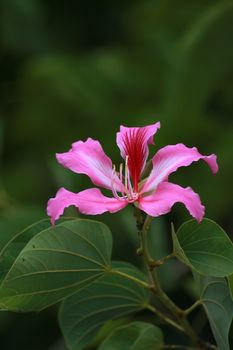 The branch of orchid Tree or purder have pink flowers.