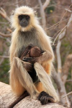 Gray langur (Semnopithecus dussumieri) with a baby sitting at Ranthambore Fort, Rajasthan, India