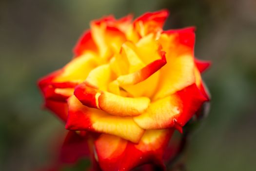 Very beautiful yellow and red Rose