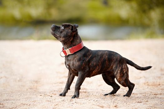 Staffordshire bull terrier. Bull terrier in a red collar. Active dog. Doggie on walk.