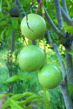 Cerbera oddloam fruit on the tree. Suicide tree, Pong-pong, Othalanga.
