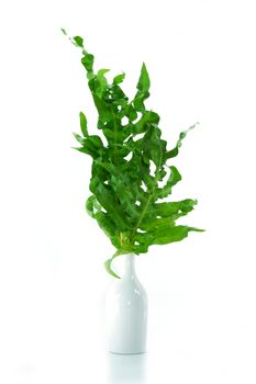 ribbon fern (Ophioglossum pendulum L.)