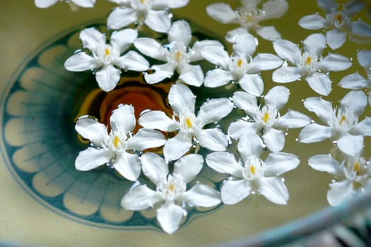 White flowers floating on the water for relaxation. (Wringhtia antidysenterica R.Br.)