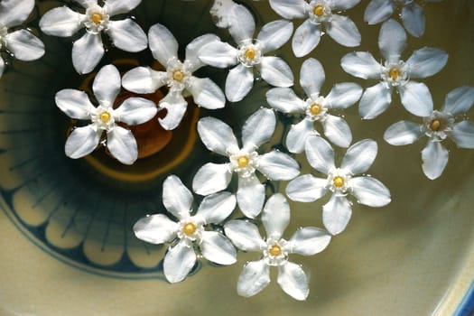 White flowers floating on the water for relaxation. (Wringhtia antidysenterica R.Br.)