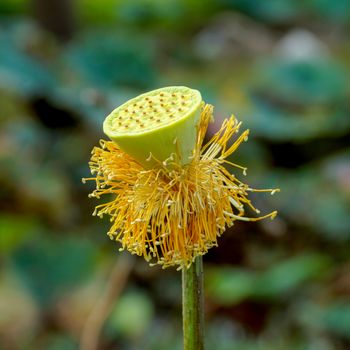 Lotus pollen.