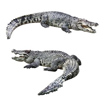 Crocodiles isolated on white background 