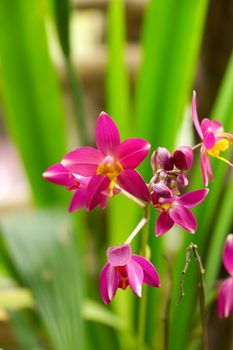 ground orchid flowers in the tropical rain forest