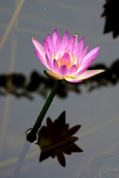 Pink lotus blossoms or water lily flowers blooming on pond