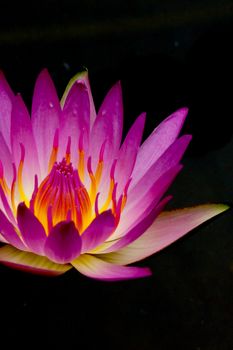 Pink lotus blossoms or water lily flowers blooming on pond