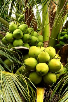 green coconut at tree