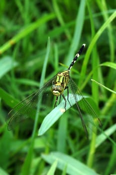 Thai Odonata (Dragonflies), Lctinogomphus decoratus.